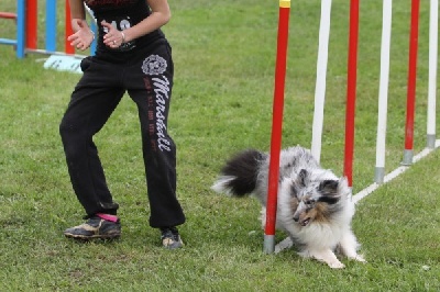 De La Stella Del Pyrame - championnat et coupe régional