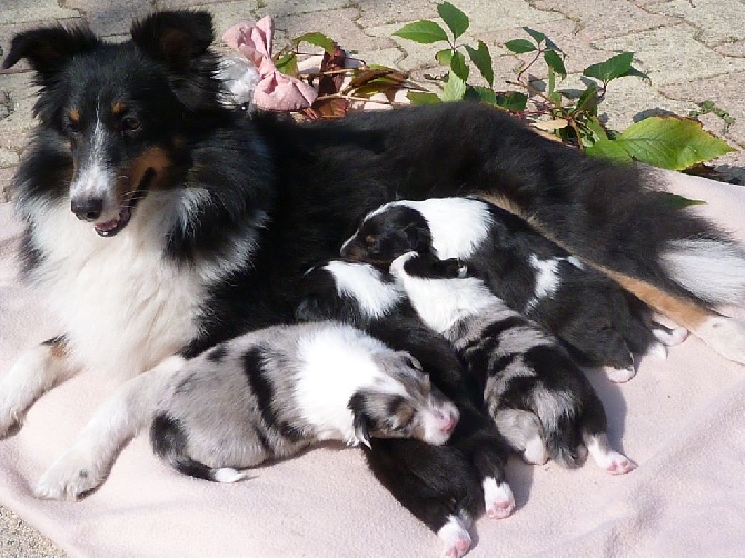 De La Stella Del Pyrame - Les chiots ont 2 semaines