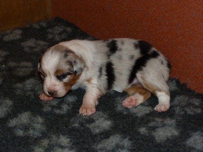 De La Stella Del Pyrame - Les chiots ont 15 jours