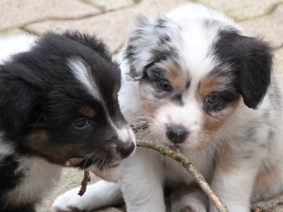 De La Stella Del Pyrame - Les chiots ont 6 semaines