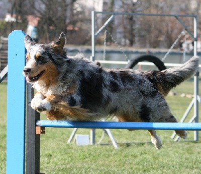 De La Stella Del Pyrame - CHAMPIONNAT REGIONAL