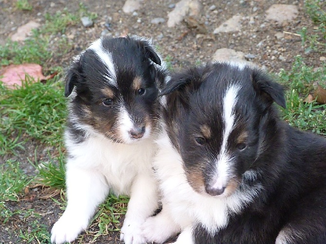 De La Stella Del Pyrame - Les chiots ont un mois