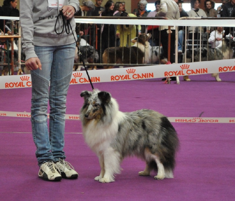 First lady la bleue des Crocs de Provence