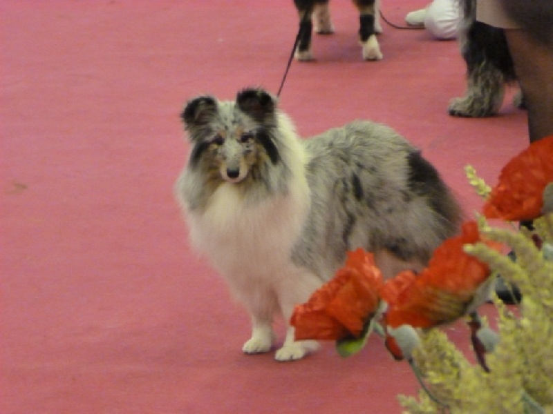 First lady la bleue des Crocs de Provence