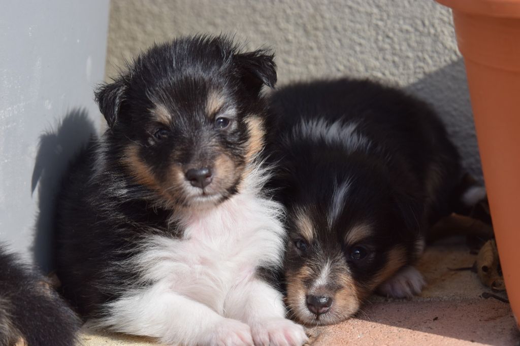 De La Stella Del Pyrame - Chiot disponible  - Shetland Sheepdog