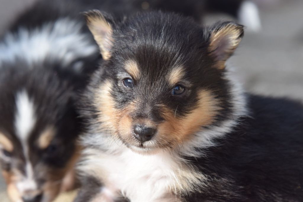 De La Stella Del Pyrame - Chiot disponible  - Shetland Sheepdog