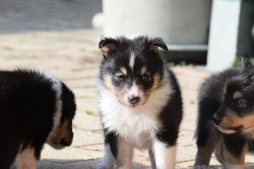 De La Stella Del Pyrame - Chiot disponible  - Shetland Sheepdog