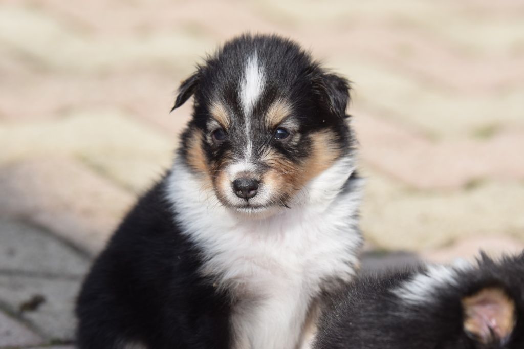 De La Stella Del Pyrame - Chiot disponible  - Shetland Sheepdog