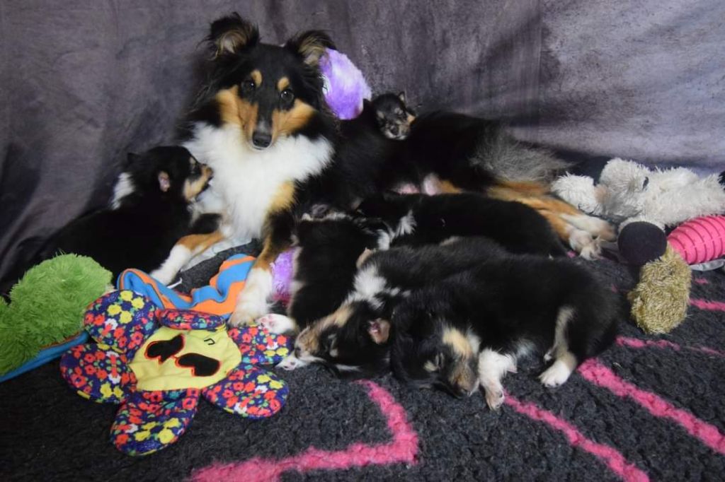 chiot Shetland Sheepdog De La Stella Del Pyrame