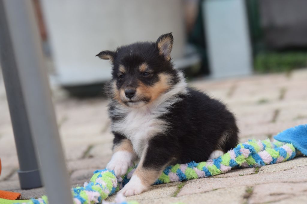 De La Stella Del Pyrame - Chiot disponible  - Shetland Sheepdog