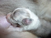 De La Stella Del Pyrame - Shetland Sheepdog - Portée née le 16/08/2011
