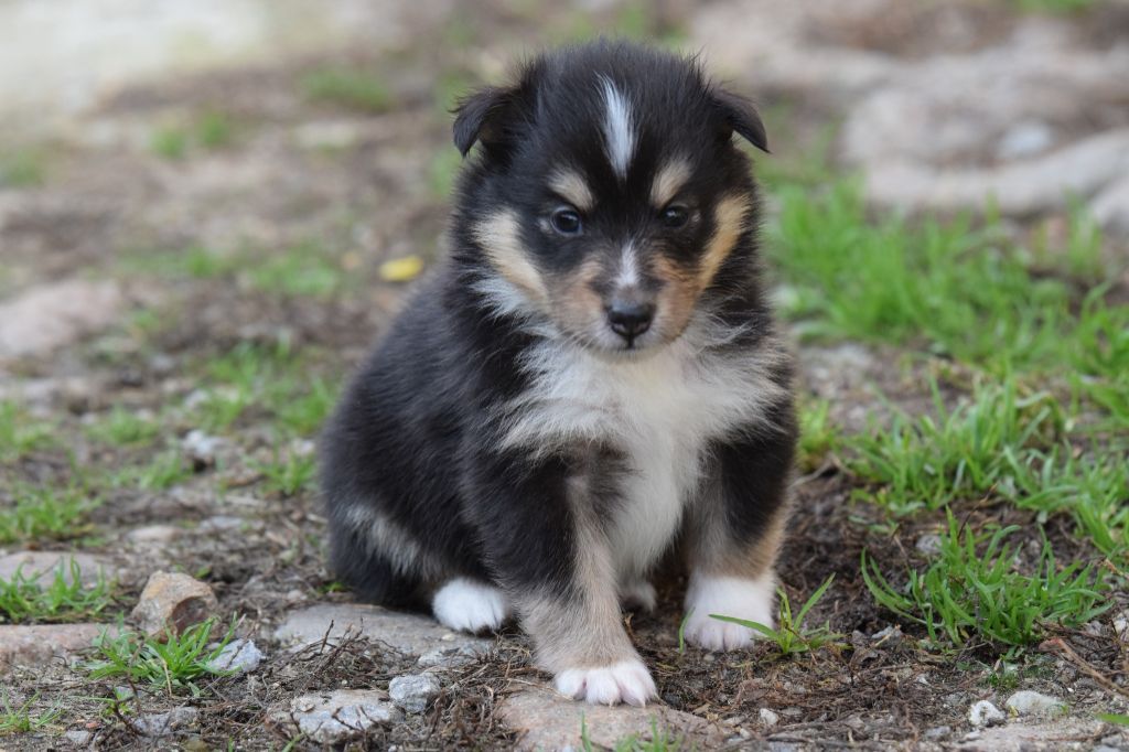 De La Stella Del Pyrame - Chiot disponible  - Shetland Sheepdog