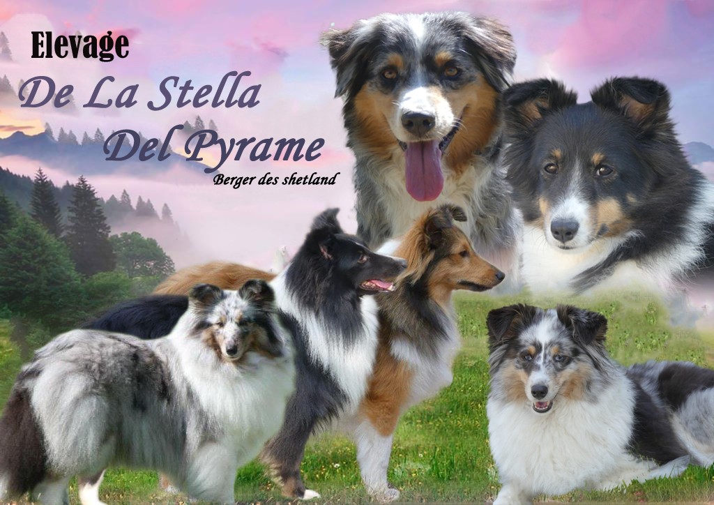 De La Stella Del Pyrame