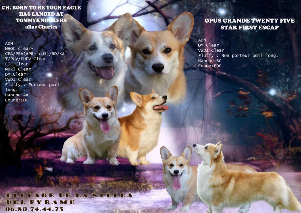 Chiot Welsh Corgi Pembroke De La Stella Del Pyrame