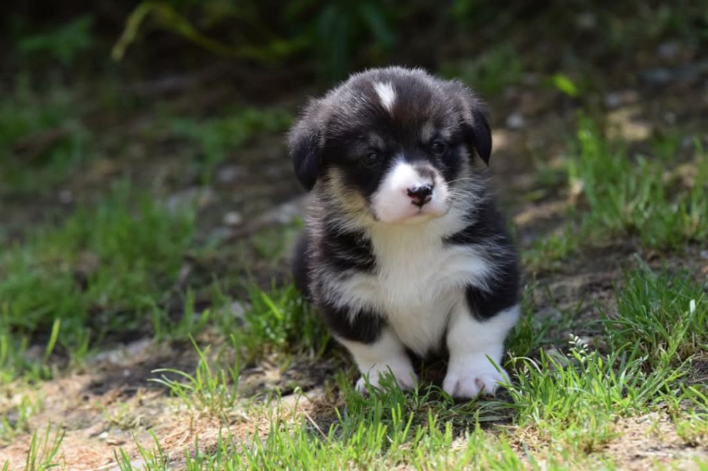 De La Stella Del Pyrame - Chiots disponibles - Welsh Corgi Pembroke