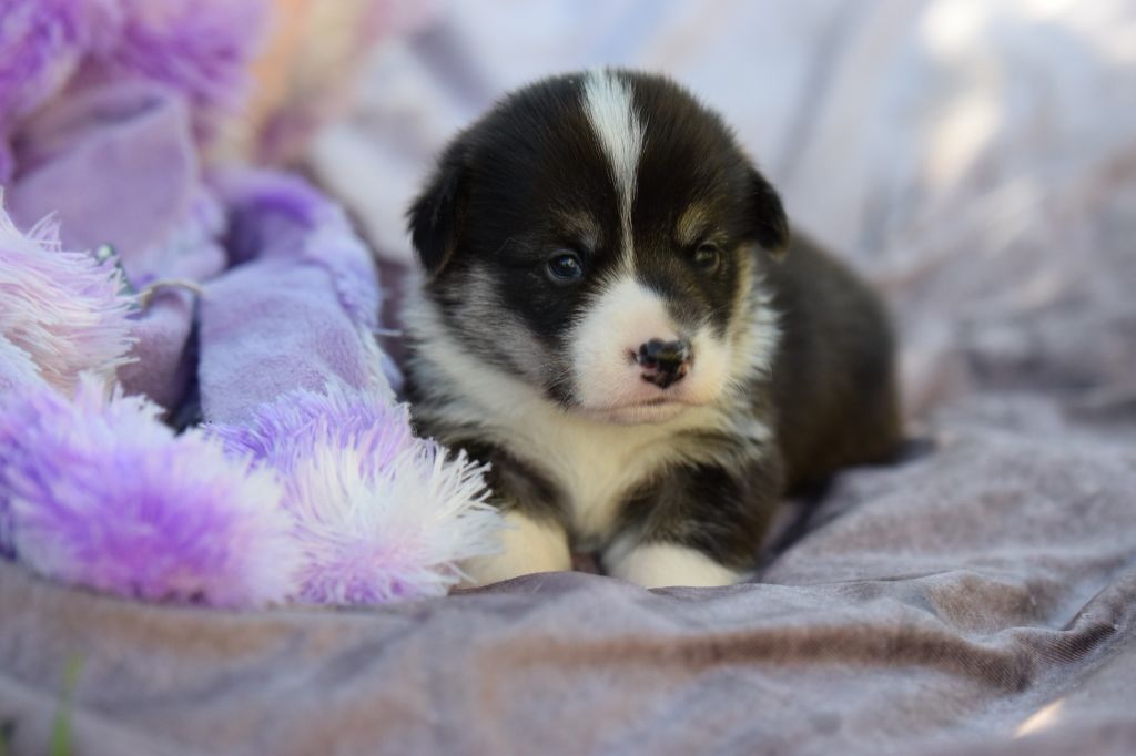 De La Stella Del Pyrame - Chiots disponibles - Welsh Corgi Pembroke