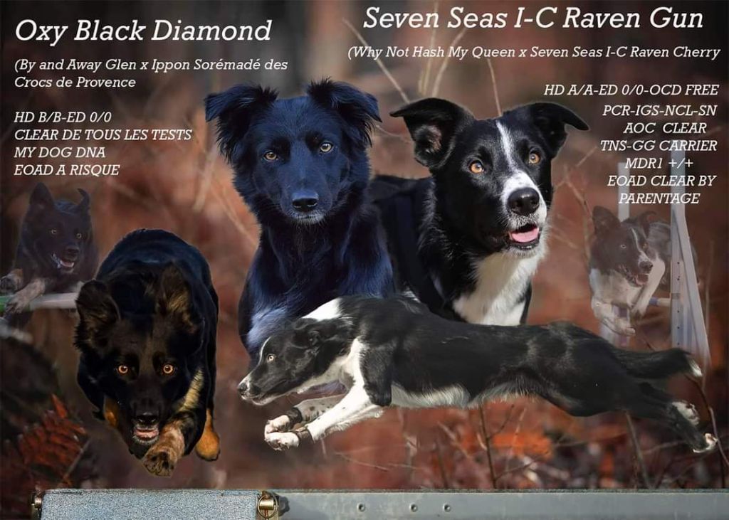 Chiot Border Collie De La Stella Del Pyrame