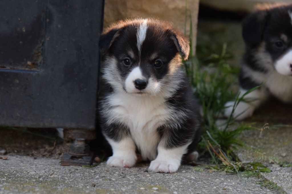 De La Stella Del Pyrame - Chiots disponibles - Welsh Corgi Pembroke