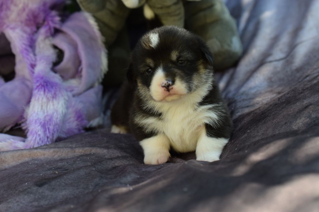 De La Stella Del Pyrame - Chiots disponibles - Welsh Corgi Pembroke
